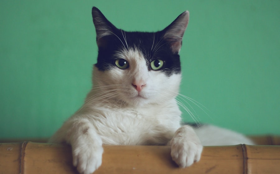 Petkit — умные лотки для кошек